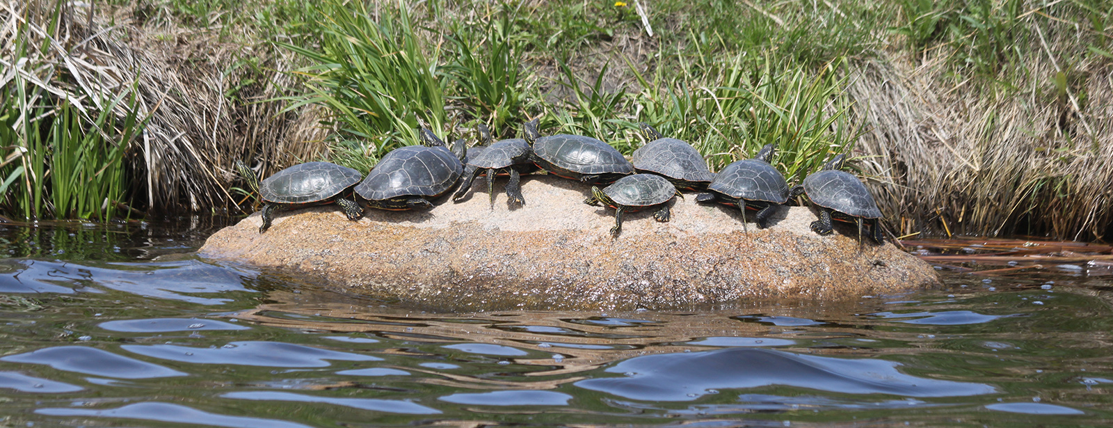 Turtles on Rock